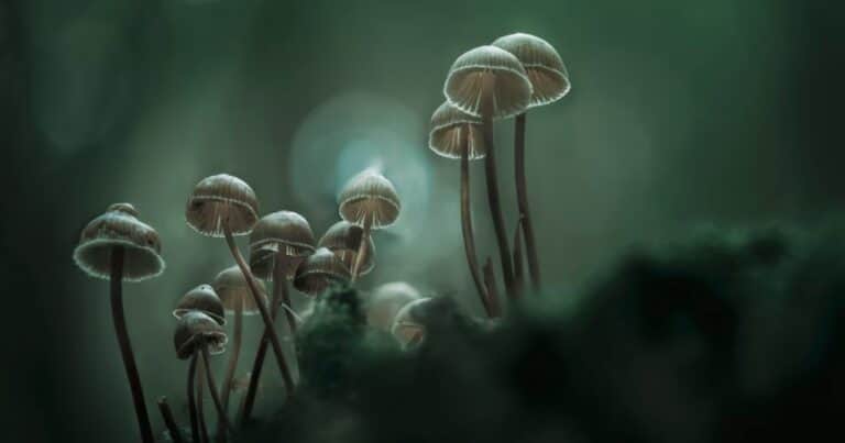 De la selva mazateca al ensayo científico: ¿por qué todos quieren conocer el poder de los hongos?