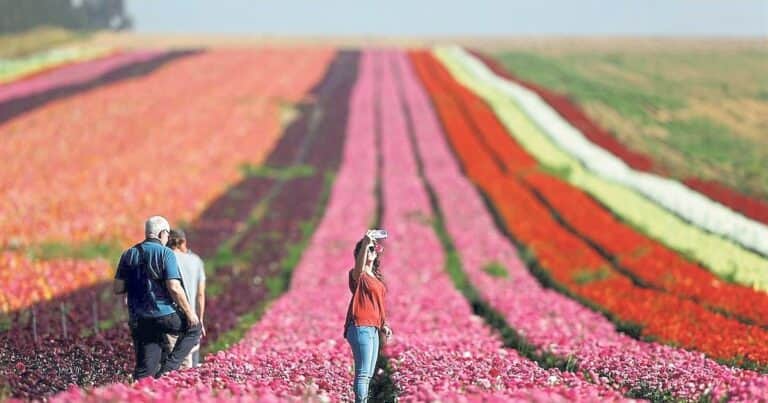 La raíz del agro israelí es la alta tecnología