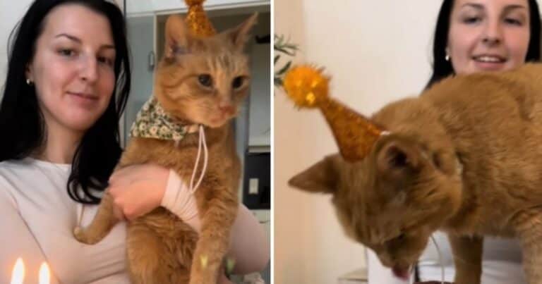 El primer cumpleaños de Martín, un gato rescatado tras 10 años de vivir en la calle