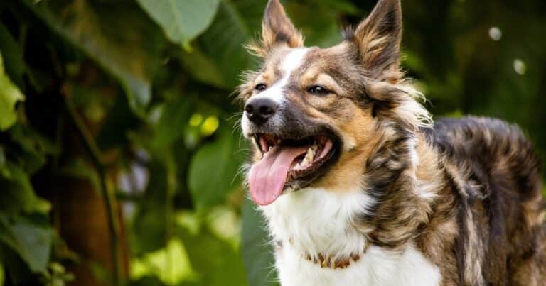 Qué son los tipos de mantos en perros y qué función cumple cada uno