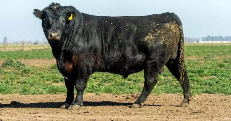 «Lo voy a capar»: la insólita pelea que terminó con un toro castrado a cuchillo en medio del campo
