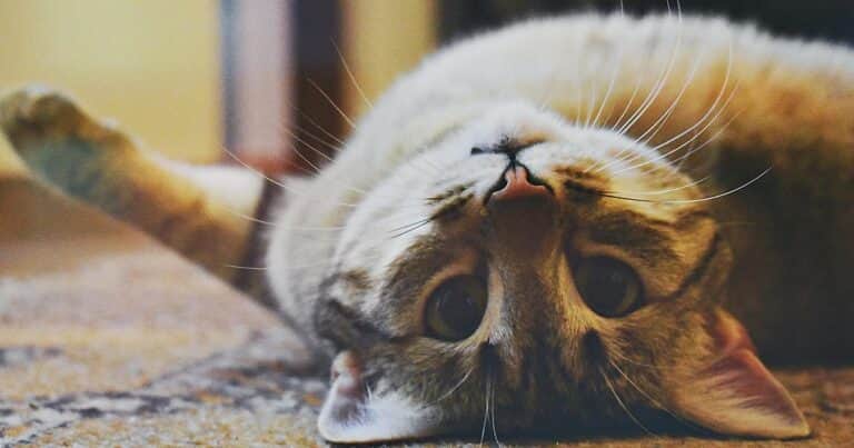 ¿Por qué los gatos entierran sus heces?: La razón sorprende a muchos
