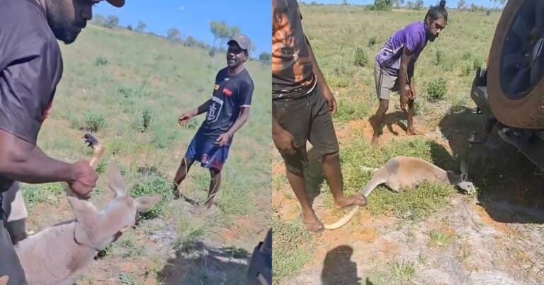 Un grupo de hombres golpeó y maltrató a un canguro, se filmó y lo publicó en redes sociales