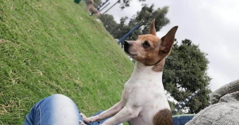 Dime qué perro tenés y te diré cuanto vivirá