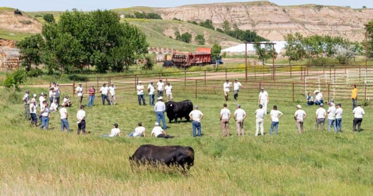 Cómo hizo Estados Unidos para producir más carne con la mitad de cabezas