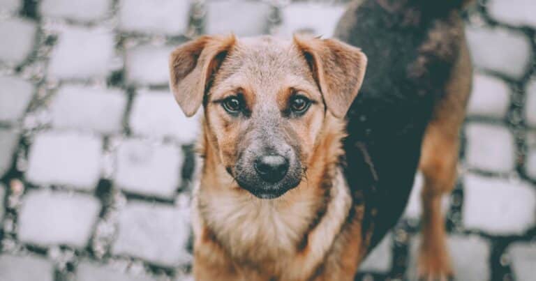 Día Internacional del Perro Callejero: por qué se conmemora hoy 27 de julio
