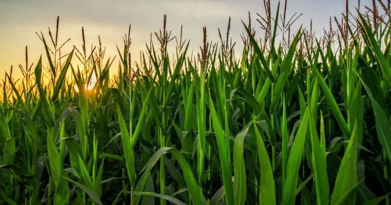Buenas perspectivas para la próxima siembra de maíz, aunque los productores esperan señales para invertir