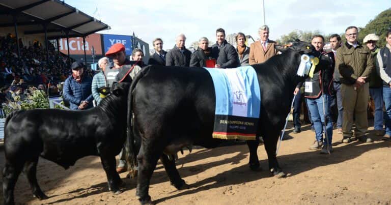 «Momento excepcional»: desde Córdoba llegaron los grandes campeones de Brangus en la Expo Rural de Palermo