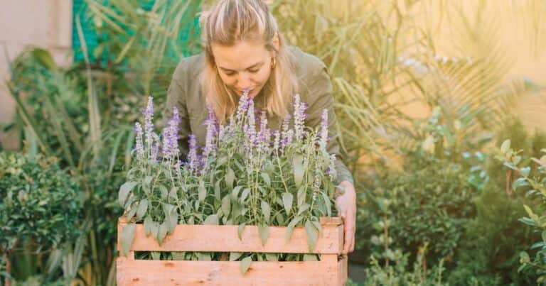 ¿Qué hace la lavanda en el cerebro?