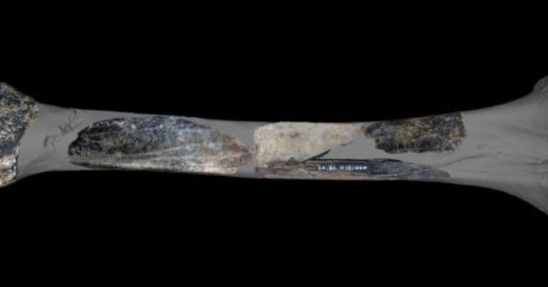 Descubren una «navaja» neandertal de hace 130.000 años en una cueva belga