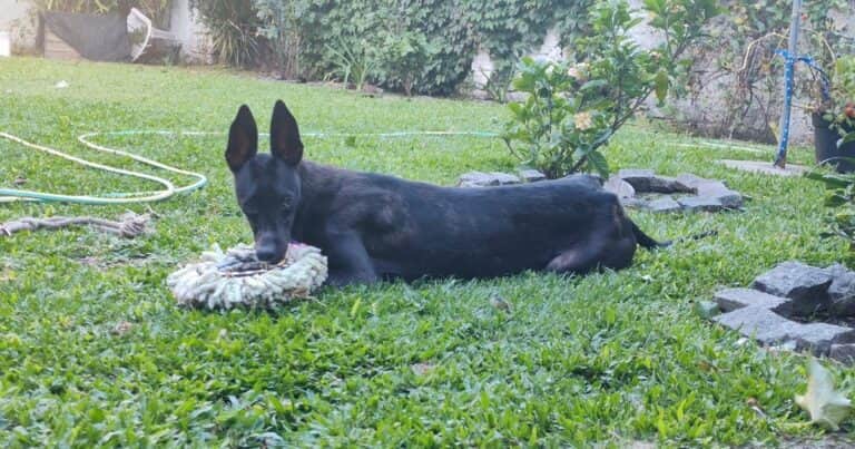 La conmovedora historia de Trufa, la galga con el hocico torcido, que terminó con final feliz