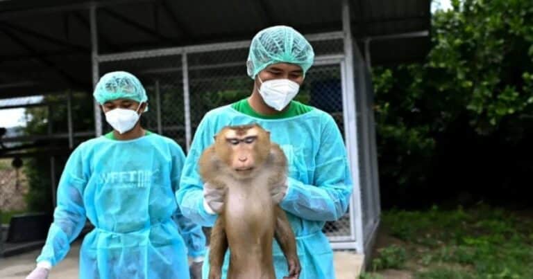 Un nuevo hospital: trata desde monos explotados hasta elefantes maltratados