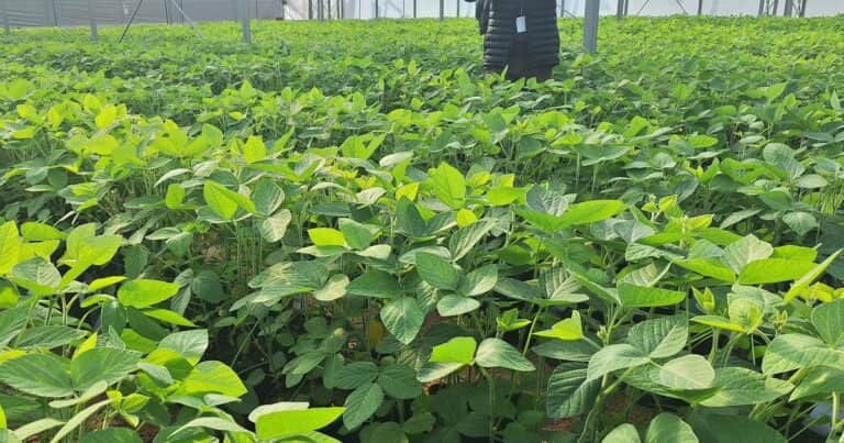 Una semillera líder diversifica marcas y lanza 5 nuevas variedades de soja