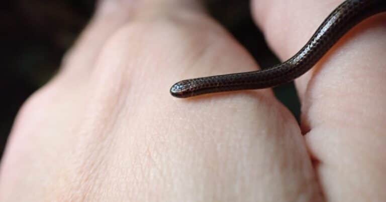 Después de 20 años volvieron a encontrar a la serpiente más pequeña del mundo