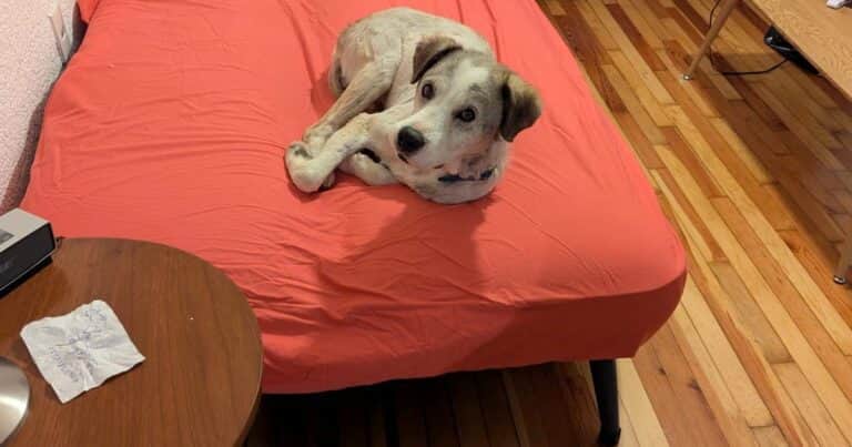 Pintado y muy lastimado: la enternecedora historia de Bluey, un perro de 3 patas que fue rescatado en grave estado y hoy tiene una segunda oportunidad