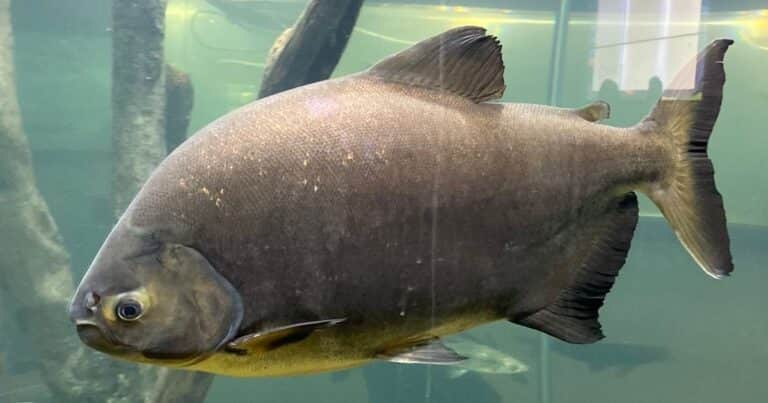 La «grieta salmonera»: un acuicultor desafía los argumentos de cocineros famosos
