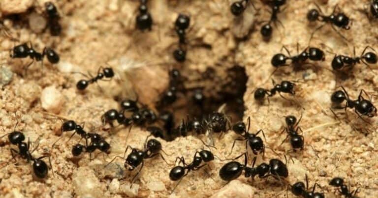 ¿Cuántas hormigas viven en la Tierra?: los científicos dieron la cifra