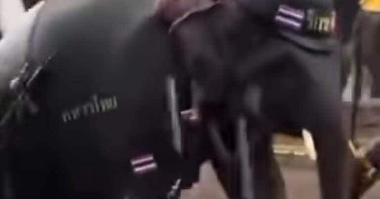 Filmaron a un elefante armado y con casco en una marcha