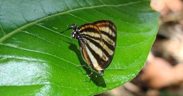 Un misterio indescifrable: ¿por qué muchas mariposas tienen dos cabezas?