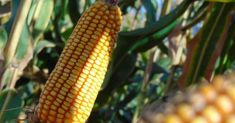 Una nueva opción tecnológica para el cultivo de maíz