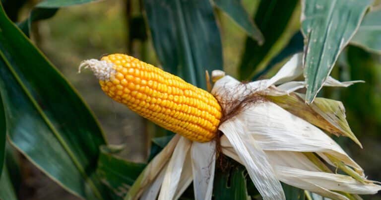 Con clima a favor y con menor incidencia de la chicharrita, recupera terreno un cultivo estratégico para el campo