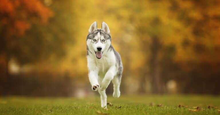 Cuál es la raza de perro con peor comportamiento según datos recientes