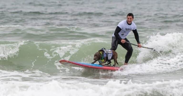 Cacau, la labradora brasileña que por segunda vez fue elegida como «la mejor perra surfista del mundo»