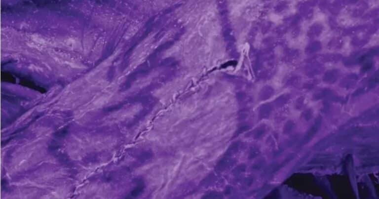 Descubrieron impresionantes tatuajes en una momia que quedó bajo el hielo hace 2.000 años