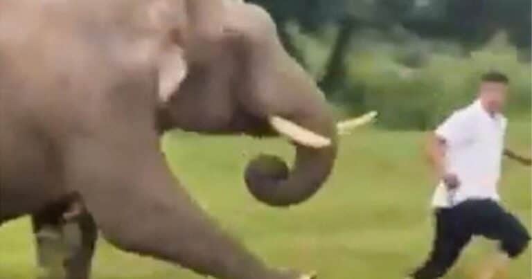 Un hombre molestó a un elefante, este lo corrió y le dio una lección