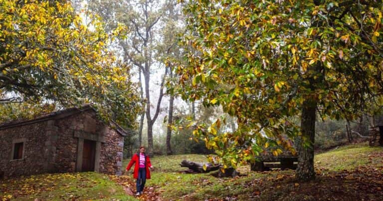 Ruta de senderismo en Salamanca rodeada de acebos y castaños que encanta a los amantes de la naturaleza