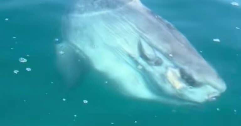 Pensaron que un tiburón se dirigía a su bote, pero descubrieron la verdad: «Al menos mantuvieron la calma»