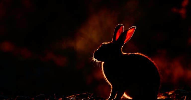 Niños, animales inquietantes y tragedias familiares: el libro más atrapante de la Feria 2025