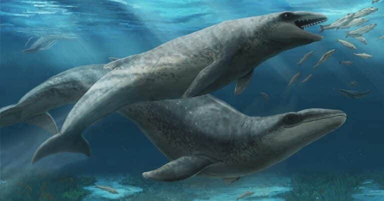 Increíble hallazgo de un antiguo depredador que habitó los mares hace 26 millones de años