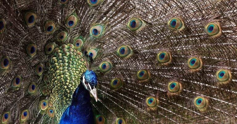 Descubren que los «ojos» de las colas de los pavos reales emiten rayos láseres