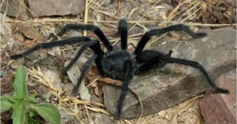 Encontraron una araña que tiene enormes genitales para sobrevivir al apareamiento