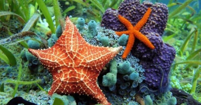 Una bacteria mató a 6 mil millones de estrellas de mar en los últimos diez años