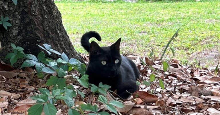 Pepper, el gato “científico” que descubrió dos virus: “No lo hubiéramos encontrado sin él”