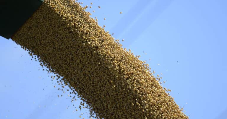 El precio de la soja tocó nuevos mínimos: señales encontradas del mercado aumentan la tensión antes del informe del USDA
