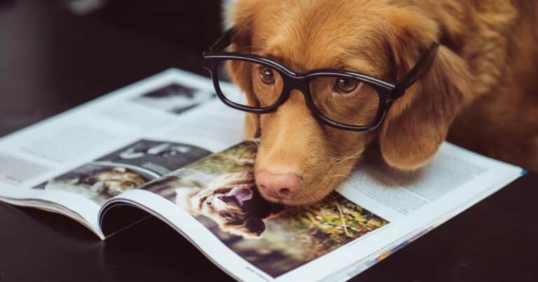 Grooming en perros: qué es y por qué mejora su salud