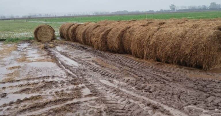 El campo, en el barro