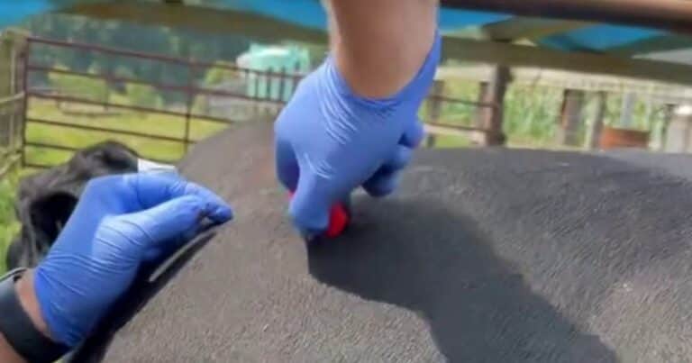 El video viral donde parece que desinflan a una vaca: fue visto por millones y causa confusión
