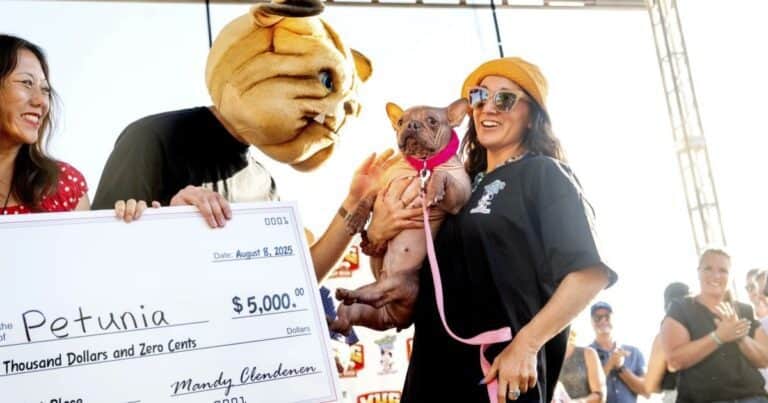 «Petunia», la bulldog que fue rescatada de la calle y ganó el concurso del «perro más feo del mundo»
