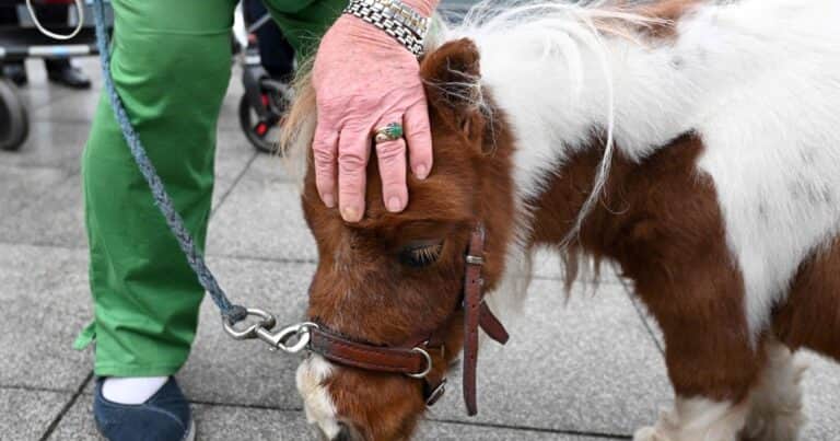 Donó el pony de su hija a un zoológico para que se lo coman los leones: “Nada se desperdicia”