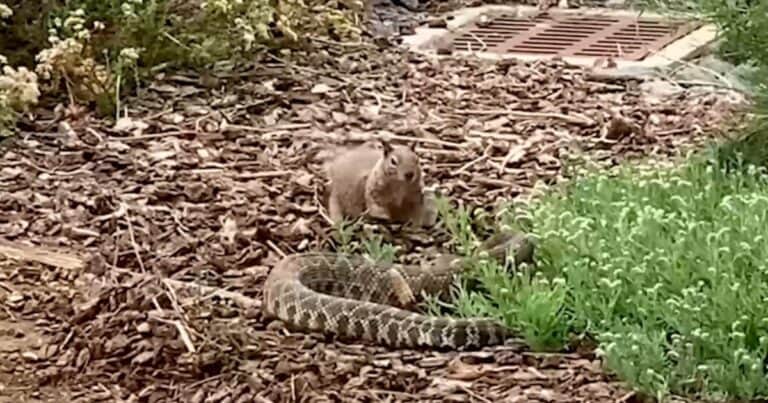 Una ardilla valiente: se enfrentó sin miedo a una serpiente de cascabel