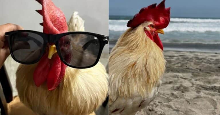 Video: el día en que un gallo conoció el mar, se viralizó y conmovió a las redes