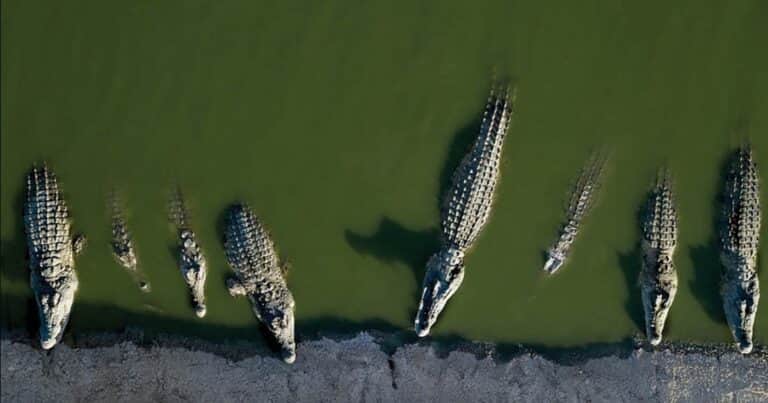 Israel sacrificó 262 cocodrilos del Nilo en una granja de Cisjordania