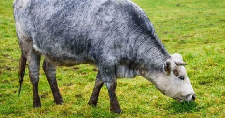 Las fabulosas vacas azules que se han salvado de la extinción