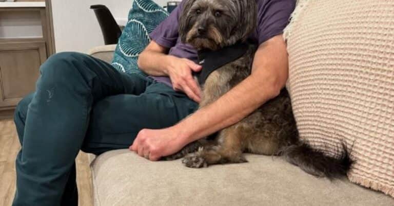 De la adopción al cine: la increíble historia de Ozu, el perro de James Gunn que se convirtió en Kripto