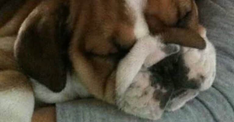 ¿Qué raza era Roscoe, el famoso perro de Lewis Hamilton que lo acompañó durante años?