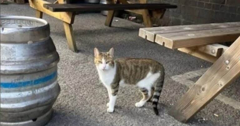 Un gato camina 80 kilómetros cada mes para visitar un pub